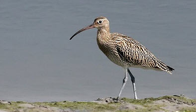 Großer Brachvogel im Flug