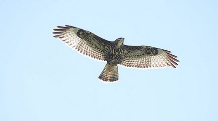 Mäusebussard im Flug