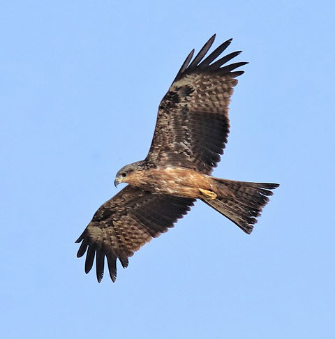 Schwarzmilan im Flug