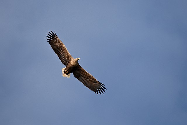 Seeadler im Flug