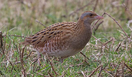 Wachtelkönig im Flug