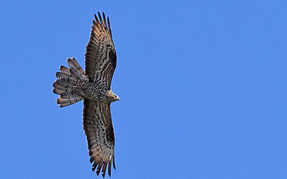 Wespenbussard im Flug
