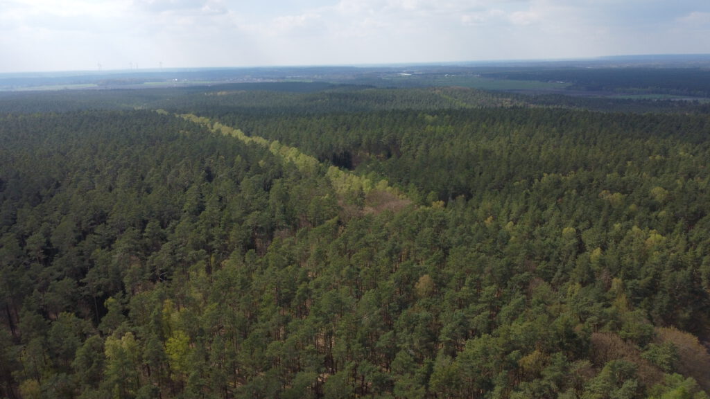 Breetzer Wald