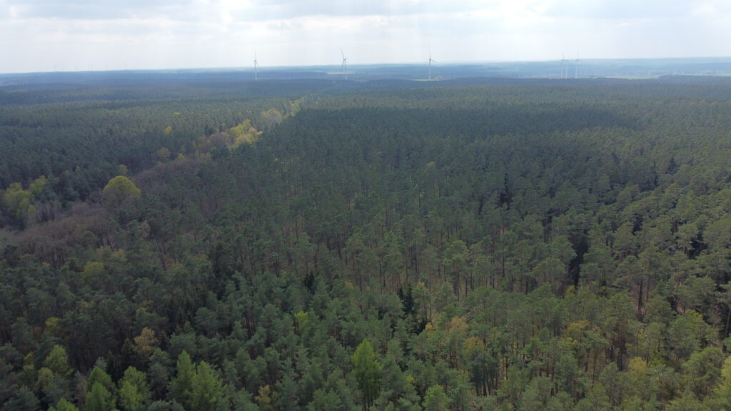 Breetzer Wald