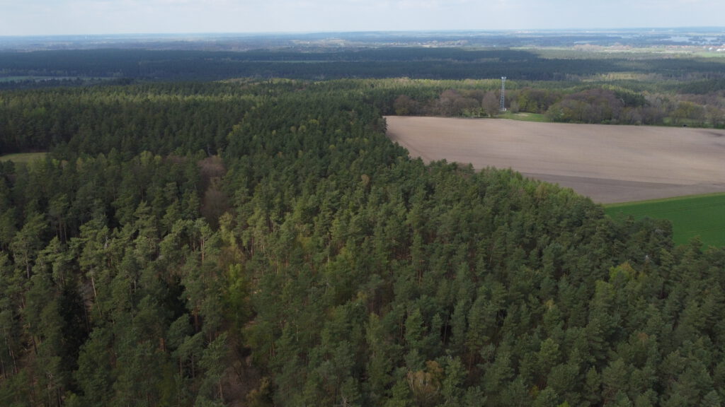 Breetzer Wald Rtg. Boizenburg