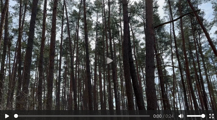 Video Breetzer Wald bei Thomasburg